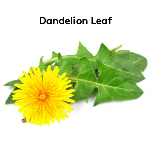 Daily Water Retention Pills for Kidney Cleanse & Swelling to Flush Out Excess Fluid & Waste - Dandelion