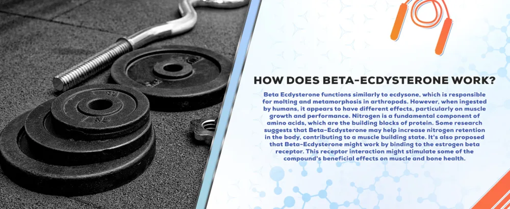 Beta-Ecdysterone Capsules - Lean Muscle Building & Strength Gains - 60 Count - Muscle Empire 60 Count (Pack of 1) - Beta-Ecdysterone Capsules Beta Ecdysterone Muscle Growth Supplement Strength