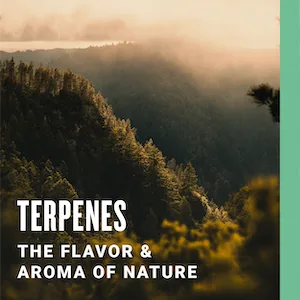 Cannadips Terpene Infused Nicotine-Free Dip Pouches | 4-Can Pack | Made In USA (Variety Pack) - Long-Lasting Terpene Boosted Flavors