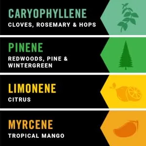 Cannadips Terpene Infused Nicotine-Free Dip Pouches | 4-Can Pack | Made In USA (Variety Pack) - The Terpenes We Use
