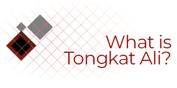 Tongkat Ali Extract Tablets | 100mg | 60 Count | 10% Eurycomanone by HPTLC | Eurycoma longifolia Root Extract 60 Count (Pack of 1) - tongkat
