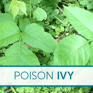 ZANFEL - Poison Ivy Oak  Sumac Wash: Topical Solution for Poison Ivy Poison Oak and Sumac - Poison Ivy