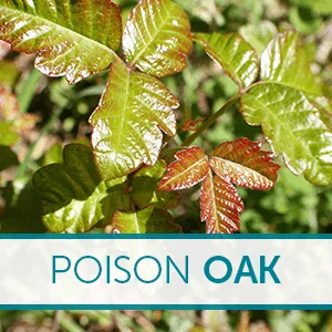 ZANFEL - Poison Ivy Oak  Sumac Wash 1 Oz - 2Pack - Poison Oak