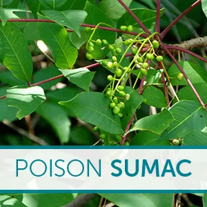 ZANFEL - Poison Ivy Oak  Sumac Wash 1 Oz - 2Pack - Poison Sumac