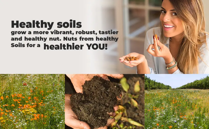 Wild Soil Beyond Almonds  20 Higher Protein Than Other Almonds Distinct and Superior to Organic Roasted Unsalted Medium Roast 3 Pound (Pack of 1) - bulk pounds organic raw wild soil almond sprouted almendras whole natural nuts 3 Lbs 1.5 unsalted