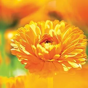 Weleda Hydrating Night Face Cream 1 Fluid Ounce Plant Rich Moisturizer with Iris Root Calendula and Chamomile Fragrance free - calendula