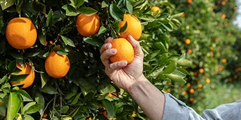 Vitamin C Serum for FaceNeckEyes - 5X MORE POWERFUL Anti-Aging Serum with 20 Vit C - Reduces WrinklesLinesAging - 100 VeganDermatologist Developed - Eclat - Vitamin C Serum