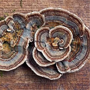 Turkey Tail Mushroom Capsules  1200mg  200 Count  Non-GMO  Gluten Free Extract  by Carlyle - turkey tail mushrooms
