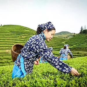 TIAN HU SHAN Premium Oolong Tea Loose Leaf 14 Ounce (400g) Oolong Tea 14 Ounce (Pack of 1) - tea Buds