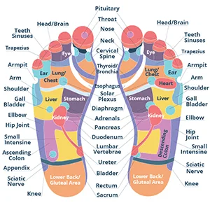 The FootMate System Foot Massager  Scrubber wRejuvenating Gel White - product information 2
