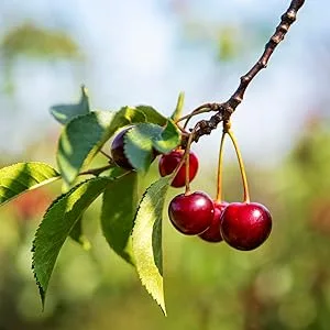 Tart Cherry Extract Capsules  200 Count  Non-GMO and Gluten Free Formula  Traditional Herb Supplement  by Carlyle - cherries