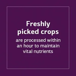 Standard Process - GI Stability - 90 Wafers - Standard Process freshly picked crops are processed within an hour to maintain vital nutrients