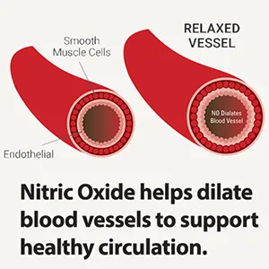 N.O. Max Nitric Oxide Supplement - L Arginine Citrulline Malate AAKG Beta Alanine pre-Workout Performance Amino acids - 60 Capsules - nitric oxide supplement daily boost men oxido nitrico blood flow count booster nitro force oxcide