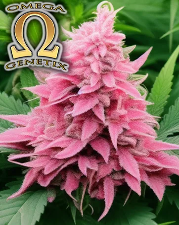 Colloidal Silver and Silver Thiosulfate Combination. - og31aa