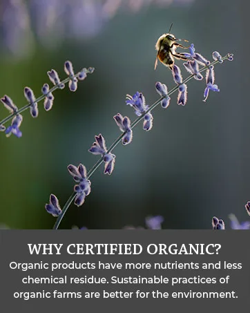 Organic Protector Essential Oil Immunity Blend Roll On Based on Thieves Oil Legend 100% Pure USDA Certified Health Shield Aromatherapy - 10 ml Roller by Silk Road Organic Protector roll on - organic nutrients sustainable better environment farms lavender bee