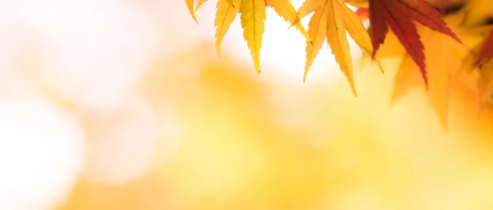 Autumn Fragrance Oil Set ARVIDSSON Fall Essential Oils for Diffuser and Candle Making Pumpkin Spice Cinnamon Spiced Cider Snickerdoodle Autumn Wreath Pine Cozy Scented Oils - product information 1