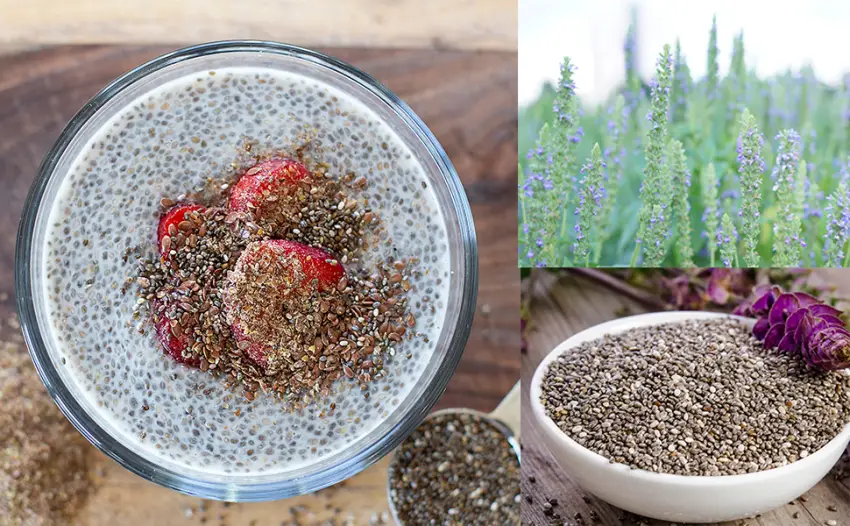 Simpliful Organic Whole Black Chia Seed, 28-oz  Ready-To-Eat Thanks to IntegriPure 1.75 Pound (Pack of 1) - Chia Seed