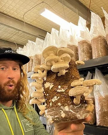 Shiitake Mushroom Plugs - Grow Mushrooms On Logs - 100 Count - by Happy Caps Mushroom Farm - hatty