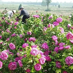 Rose Essential Oil 100% Pure Aromatherapy Oil Best Grade Rose Oil for Diffuser, Perfumes, Massage, Skin Care - 10ml - product information 2
