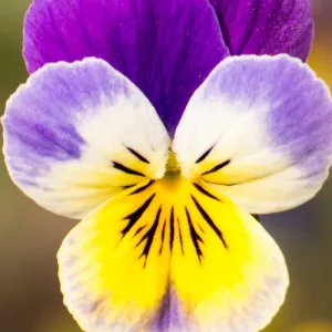 Jurlique Moisture Replenishing Facial Moisturizer Face Cream - Pansy