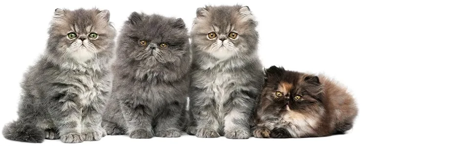 The Blissful Cat Boo Butter 2-Ounce - PERSIAN KITTENS