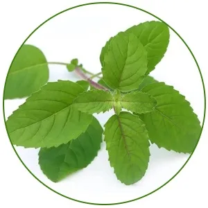 Vaadi Herbals Purifying Neem Patti Soap 6x75g - product information 5