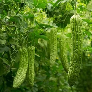 Bitter Melon with Berberine Supplement 15 000mg Per Serving 300 Capsules - Bitter Melon