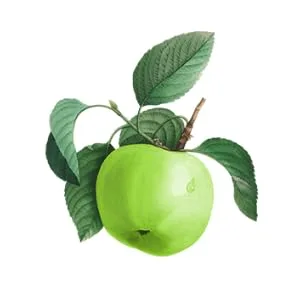 Biotique Bio Green Apple Fresh Daily Purifying Shampoo and Conditioner For Oily Scalp & Hair 190 ml/5.07 Oz. - Green Apple