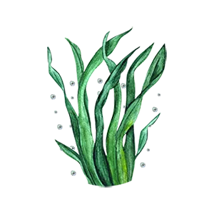 Biotique Bio Kelp Protein Shampoo For Falling Hair 190 ml - Kelp