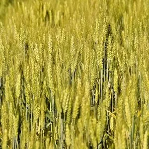 Rawseed Organic Brown Whole Grain African Teff 2 Lbs 1 Pack Gluten Free - field