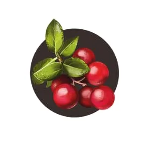 Biotique Winter Cherry Rejuvenating Body Nourisher 190Ml/6.42Fl.Oz. - product information 2