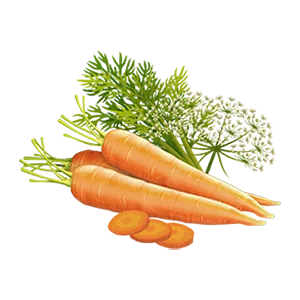 Biotique Firming Face & Body Cream - Bio Wheat Germ (55gm) - Carrot
