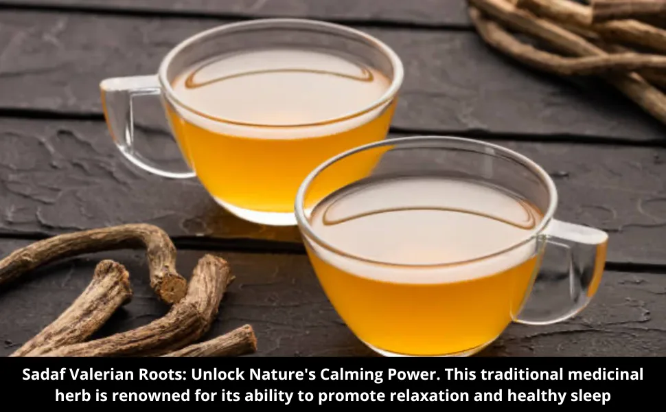 Sadaf Valerian Roots - Valerian Root Loose (Valerian officinalis) - Make Your Valerian Root Tea - 2 oz. Bag - Sadaf Valerian Roots