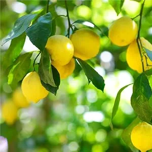 Lemi Shine Booster (1 12 oz) - Lemon scent