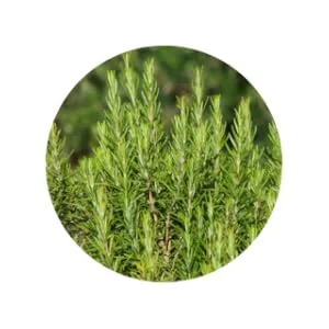 Hair Scalp & Beard Exfoliating and Deep Moisturizing Scrub - Rosemary
