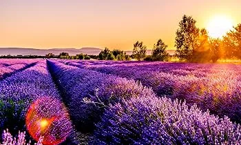 Liquid hand soap Lavender Fields 64oz refill - lavender field 3 rustic strength lavender soap