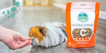 Oxbow Natural Science Vitamin C Supplement - Vitamin C for Guinea Pigs and Other Small Animals 4.2 oz - image
