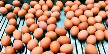 ORGFUN Whole Eggs Powder, Just One Ingredient, Pasteurized Made in USA Great for Baking , 8.82 Oz - Eggs