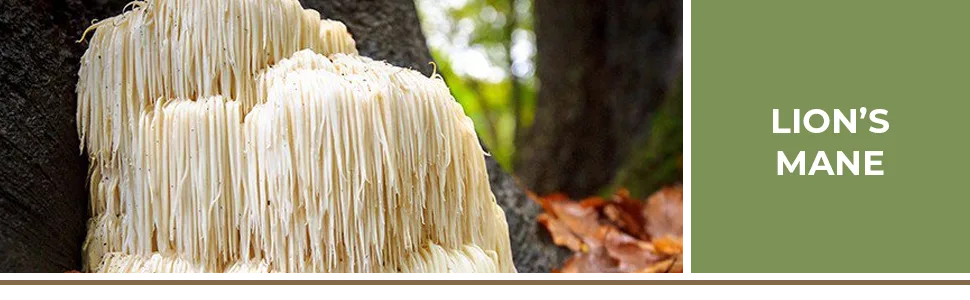 Organic Lions Mane Mushroom Powder Supplement - Improve Cognitive and Immune Support - Gluten Free Powder Extract - lion