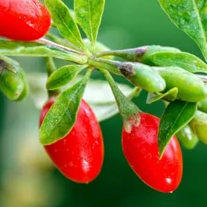 Organic Goji Berries | Large & Chewy | Every Batch Lab-Tested | 32oz Resealable Kraft Bag | 100% Raw From Ningxia | by FGO 2 Pound (Pack of 1) - organic goji berries