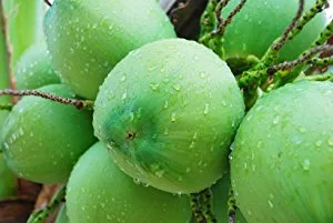 Organic Coconut Wraps, Coco Nori Original (Raw, Vegan, Paleo, Gluten Free wraps) Made from young Thai Coconuts (5 Sheets) - product information 3
