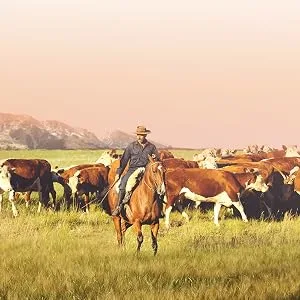 Organic 100% Grass-Fed Ribeye Steak, 10oz - product information 3