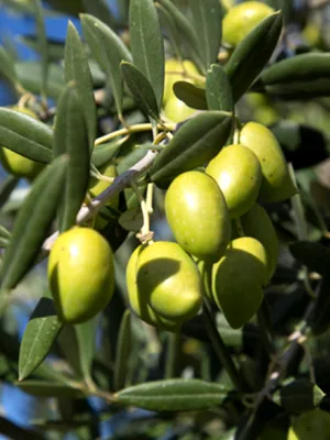 Olive Leaf Extract, 750mg Per Serving, Maximum Strength 20% Oleuropein, 200 Counts (200 Days Supply), Made with Olive Leaf for Immune and Internal Circulation Health Support, Non-GMO - Olive Leaf