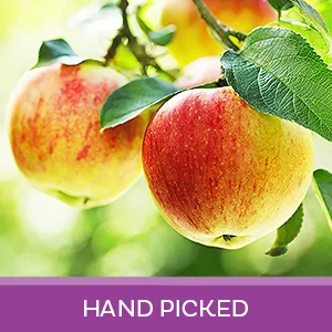 Oh! Nuts - Dried Apple - 26oz Bulk | Fresh Dehydrated Apple Fruit Bites for Baking & Snacking | Low Cholesterol, High Fibers, Rich in Vitamin A & C (Dried Apple Rings) - product information 3
