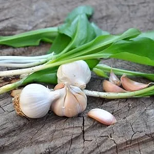 Odorless Pure Garlic 3000 mg per Serving Maximum Strength 150 Soft gels Promotes Healthy Cholesterol Levels Immune System Support - garlic
