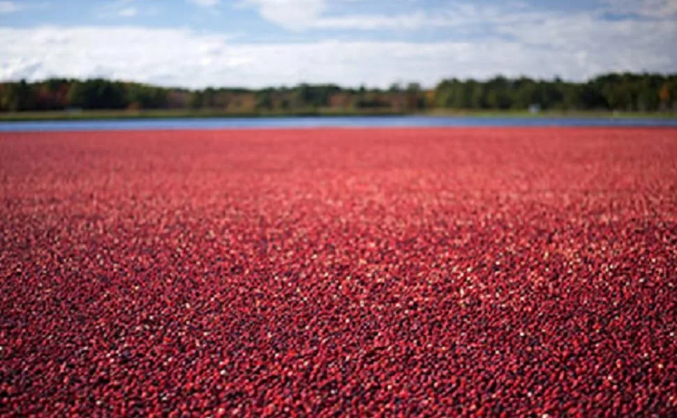 Ocean Spray Craisins Dried Cranberries, Original, 48 Ounce Original 3 Pound (Pack of 1) - product information 2