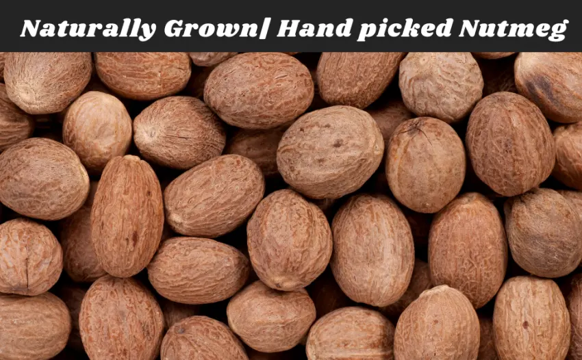 Nutmeg Whole by Ceylon Prime Products (2oz) | 100% Pure & Natural Premium Nutmeg from Sri Lanka | In a Resealable Bag - Nutmeg 2