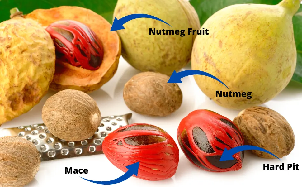 Nutmeg Whole by Ceylon Prime Products (2oz) | 100% Pure & Natural Premium Nutmeg from Sri Lanka | In a Resealable Bag - Nutmeg 3