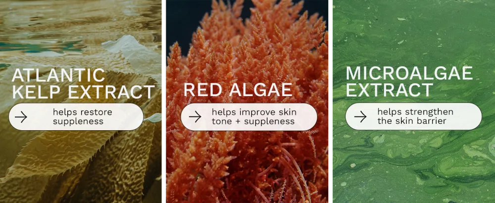 REN Clean Skincare Atlantic Kelp And Microalgae Anti-Fatigue Toning Body Oil 3.3 Fl Oz - atlantic kelp extract red algae microalgae extract