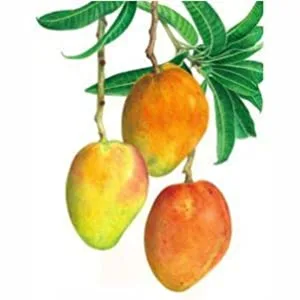 Marigold Mango Lip Contour Balm 8g - product information 2